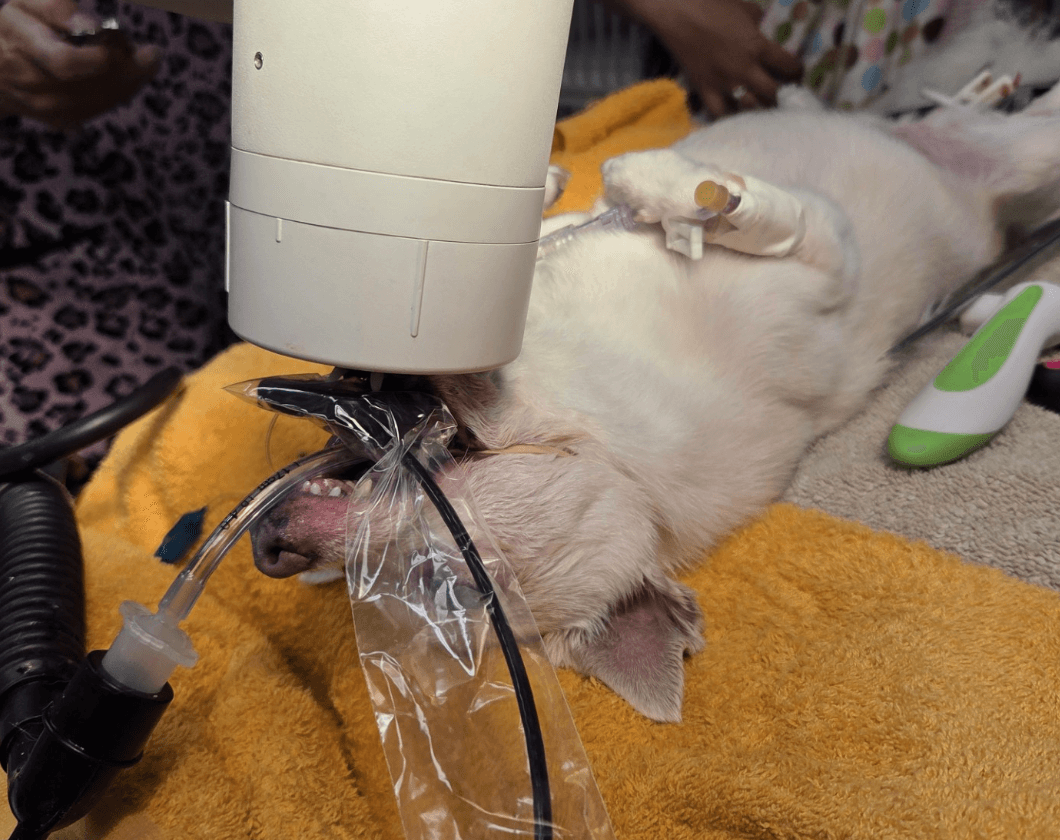 Dental Care