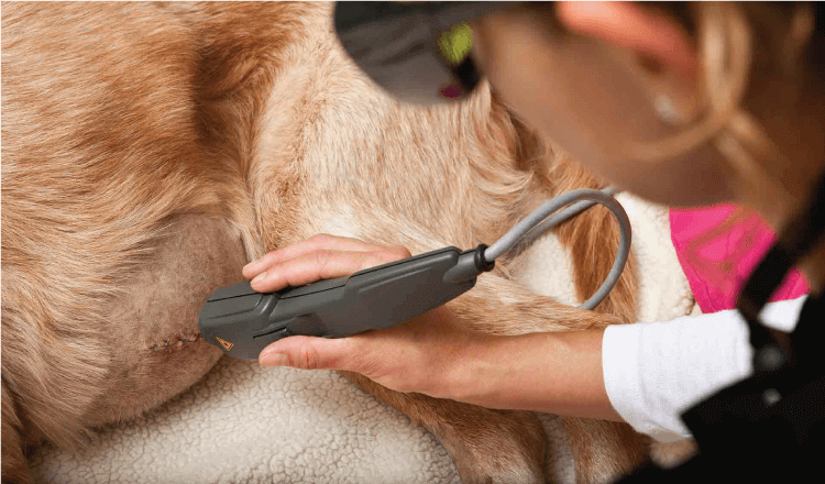 Cold laser therapy 2024 for dogs near me