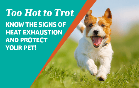 Too Hot to Trot - Ahwatukee Commons Veterinary Hospital