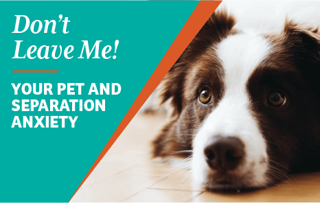 Don't leave me! Your pet and separation anxiety