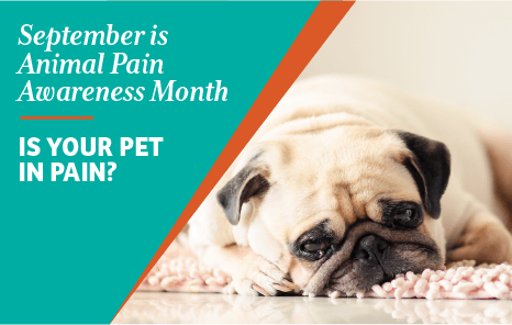 ACVH blog animal pain awareness